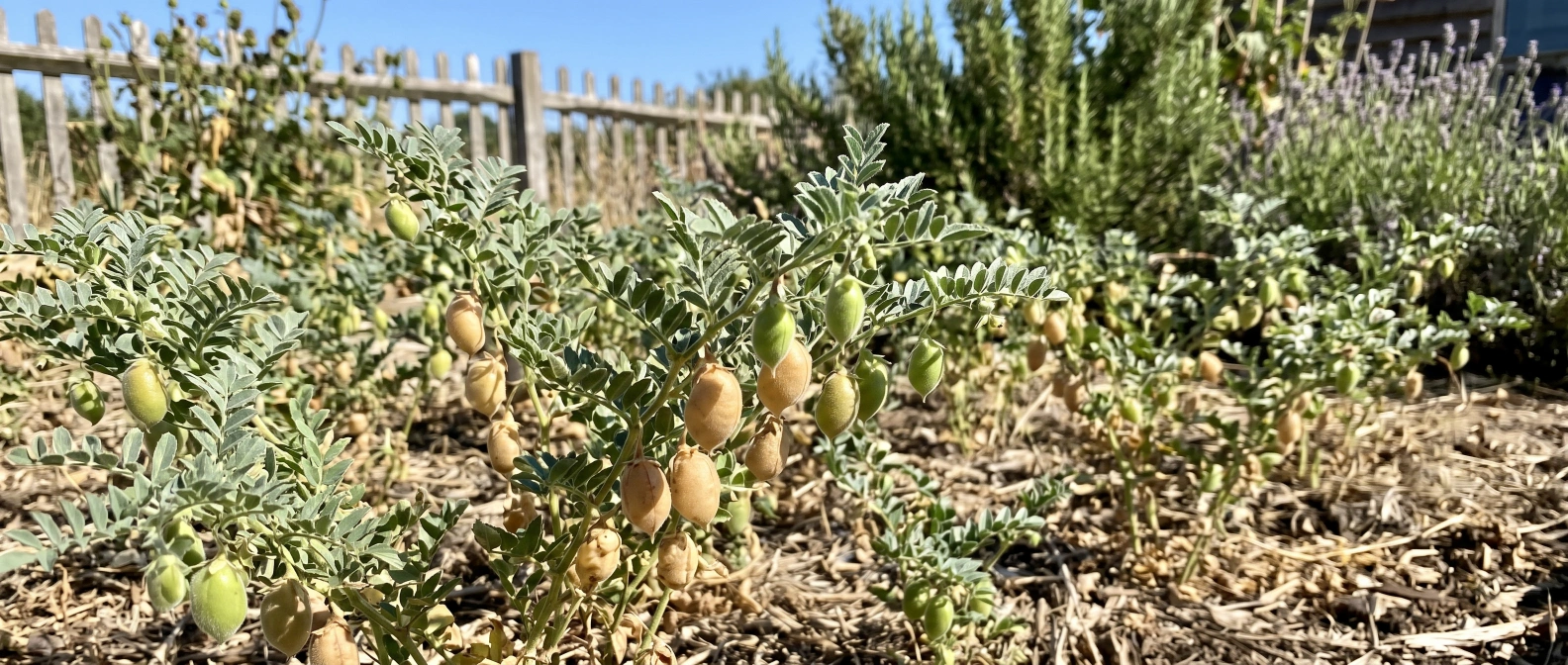 Chickpea plants with pods ripening in a dry, sunny home vegetable garden
