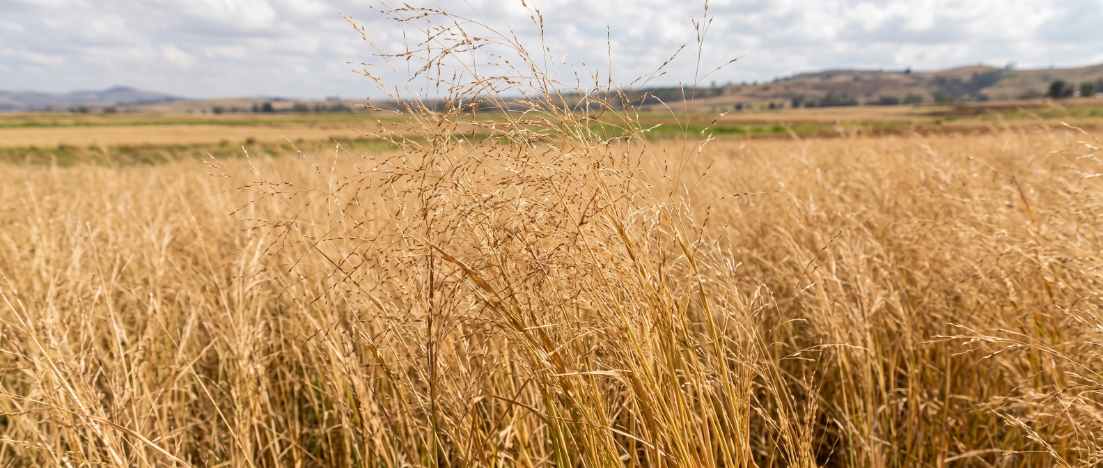 Teff grain heads
